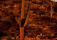 The Sorrel Cactus in Tuscon, AZ.  