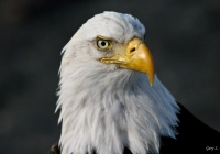 Eye Of An Eagle