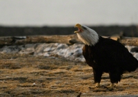 Squawking Eagle